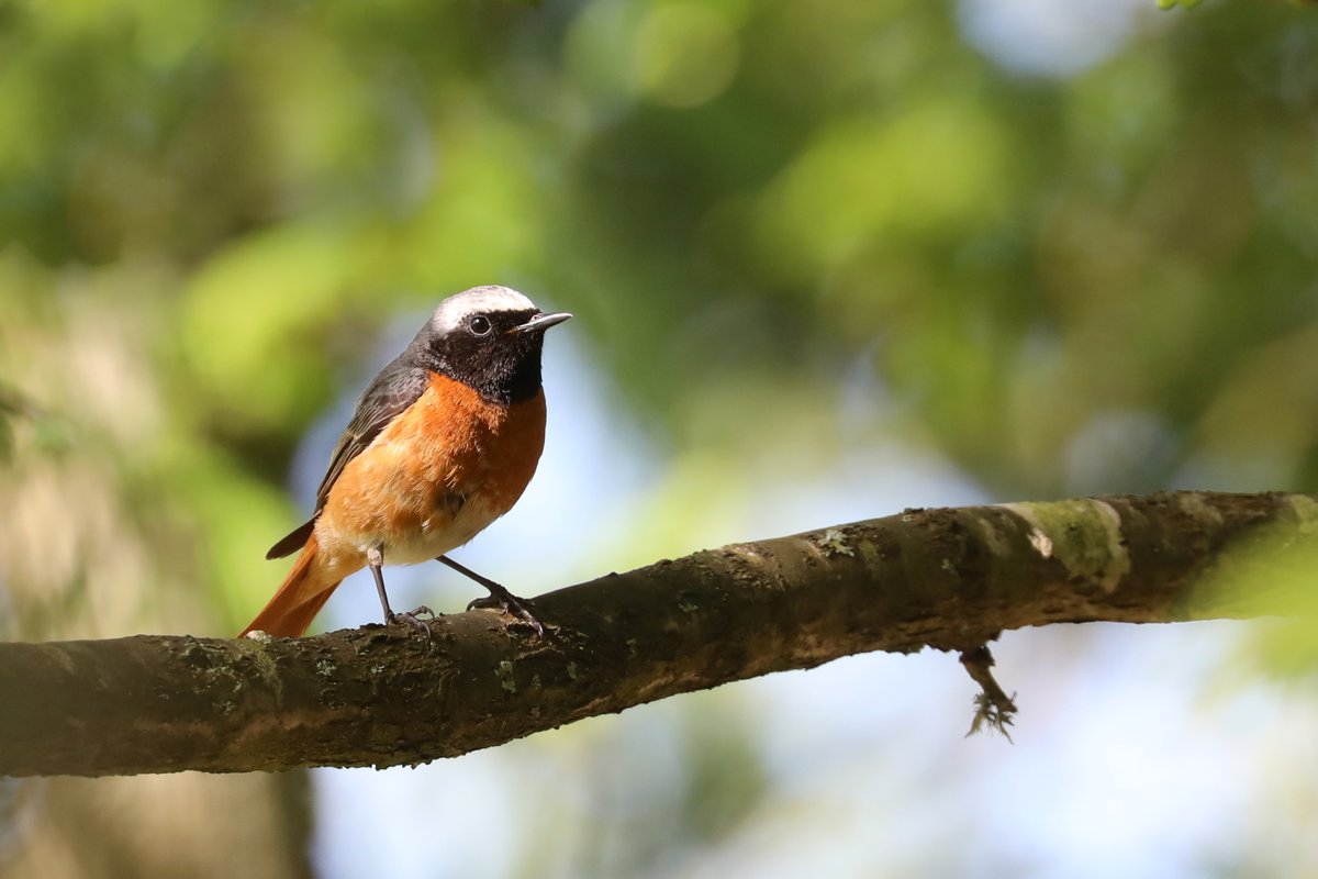 Shaun Ferguson 🇿🇦🇬🇧🏴󠁧󠁢󠁳󠁣󠁴󠁿 tweet media