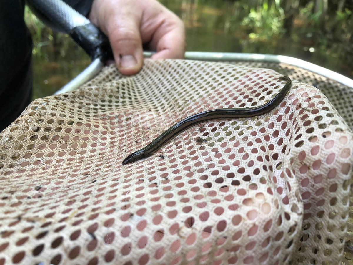 Georgia Southern Herp Collection (@herpgsu) on Twitter photo This Dwarf Siren (Pseudobranchus striatus) was found yesterday in a vegetated blackwater creek on Georgia's coastal plain. We have a robust collection of 231 specimens. Photograph by <a href="/TheSnakeDude/">Houston Chandler</a> #salamander #amphibian This Dwarf Siren (Pseudobranchus striatus) was found yesterday in a vegetated blackwater creek on Georgia's coastal plain. We have a robust collection of 231 specimens. Photograph by <a href="/TheSnakeDude/">Houston Chandler</a> #salamander #amphibian