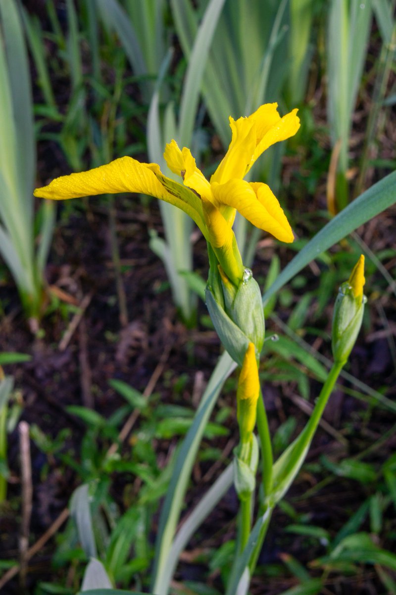 Yellow flag iris at Hedon's Horsewell Pond.