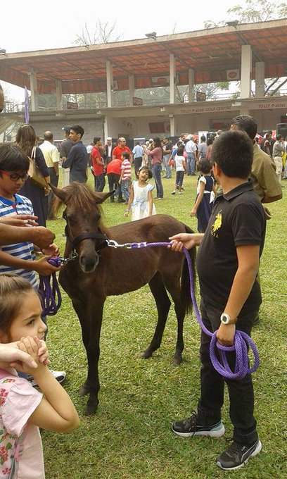 Pet show in tolly a few years back. Another one this weekend. Quite a variety of pets usually including rabbits in the show