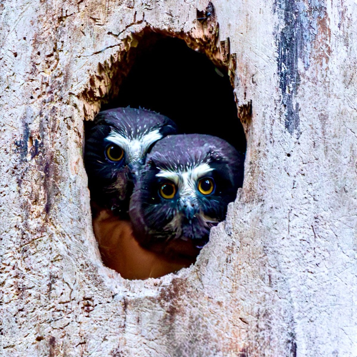 Can you explain adorable 🥰hold on.here it is ❤️. #owl #sawwhetowl #nature #naturephotography #sawwhetowlets #canada #owlet #forest #alberta #photography #wildlife #cute