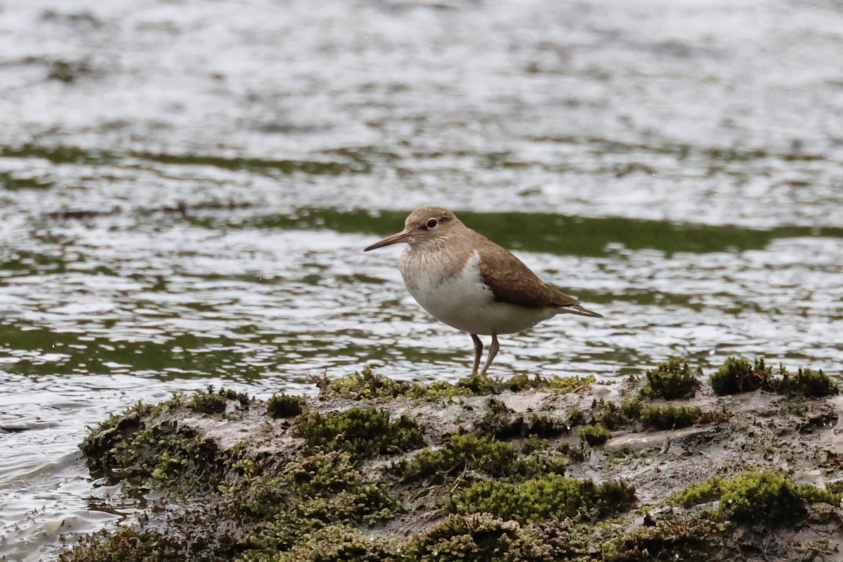 Common Sandpiper at Dinas RSPB yesterday.