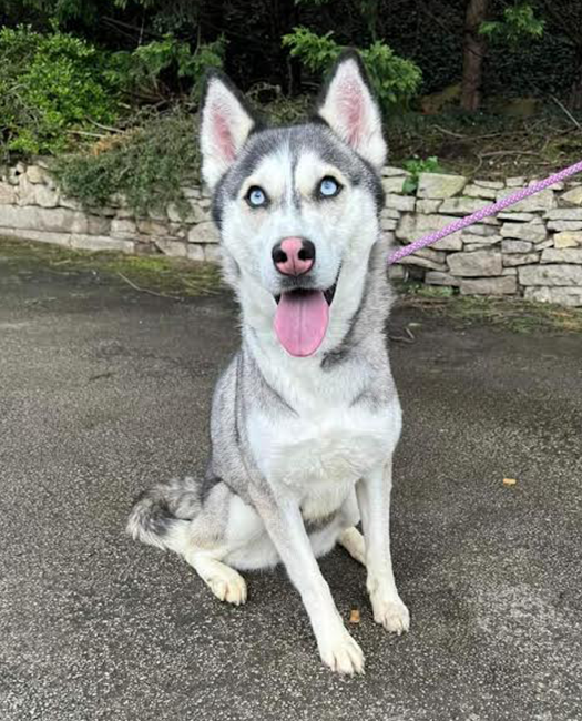 Animal Adoptions UK 🐕‍🦺🐈🐎❤️ tweet media