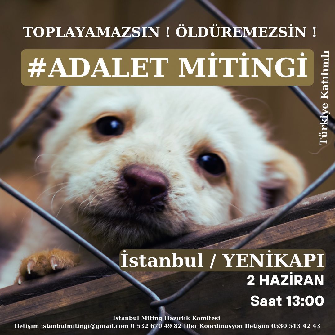 Romanya'da 2013'de onbinlerce köpeğin öldürülmesine sebep olan yasa, ülkede köpek popülasyonunu azaltmadı. İnsanlık dışı ve etkisiz bir yöntem olduğunun ve hükümetin krizi doğru yönetemediğinin bugün herkes farkında! #HayvanKatliamıİstemiyoruz #KısırlaştırAşılatYerindeYaşat