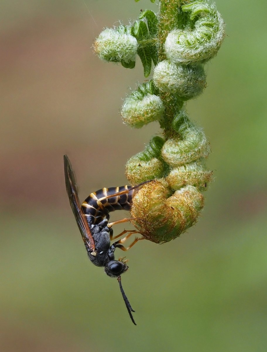 The common Striped Fern-sawfly Strongylogaster multifasciata ovipositing in a bracken frond at #AllerthorpeCommon in East Yorkshire this pm. @ynuorg #yorkshiresawflies