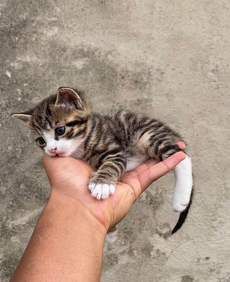 Posts Of Cats (@postsofcats) on Twitter photo 
