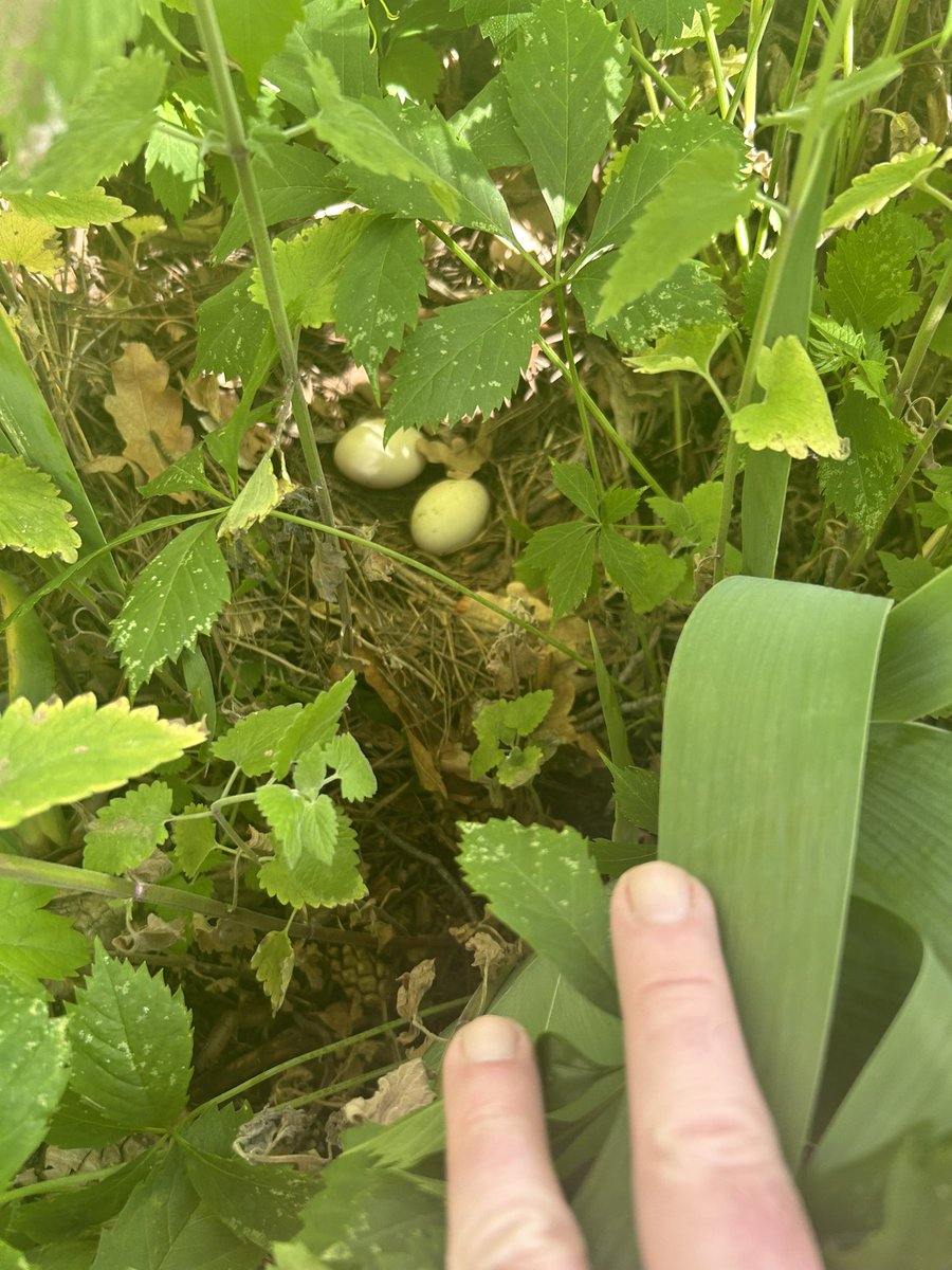 A duck decided to lay some eggs in my front flower garden