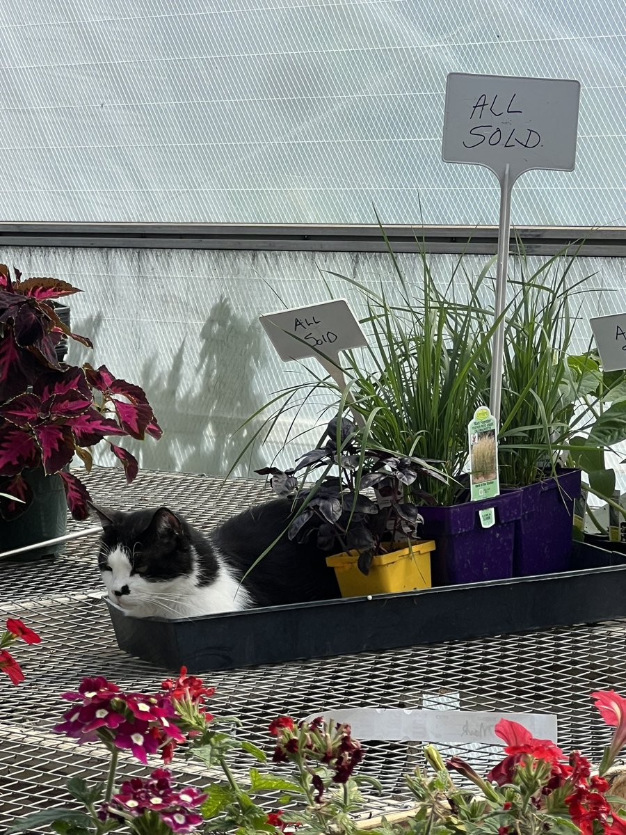 SanglesonFrench's tweet photo. Determined to find the sunny side of life. I think I found it at Red Maple Greenhouse in @DexterIowa . Planting my flowers in between storms. Cat not included. Grateful for sunshine and blue skies… even if just for a day. #Iawx https://t.co/qm1LfdeNCX
