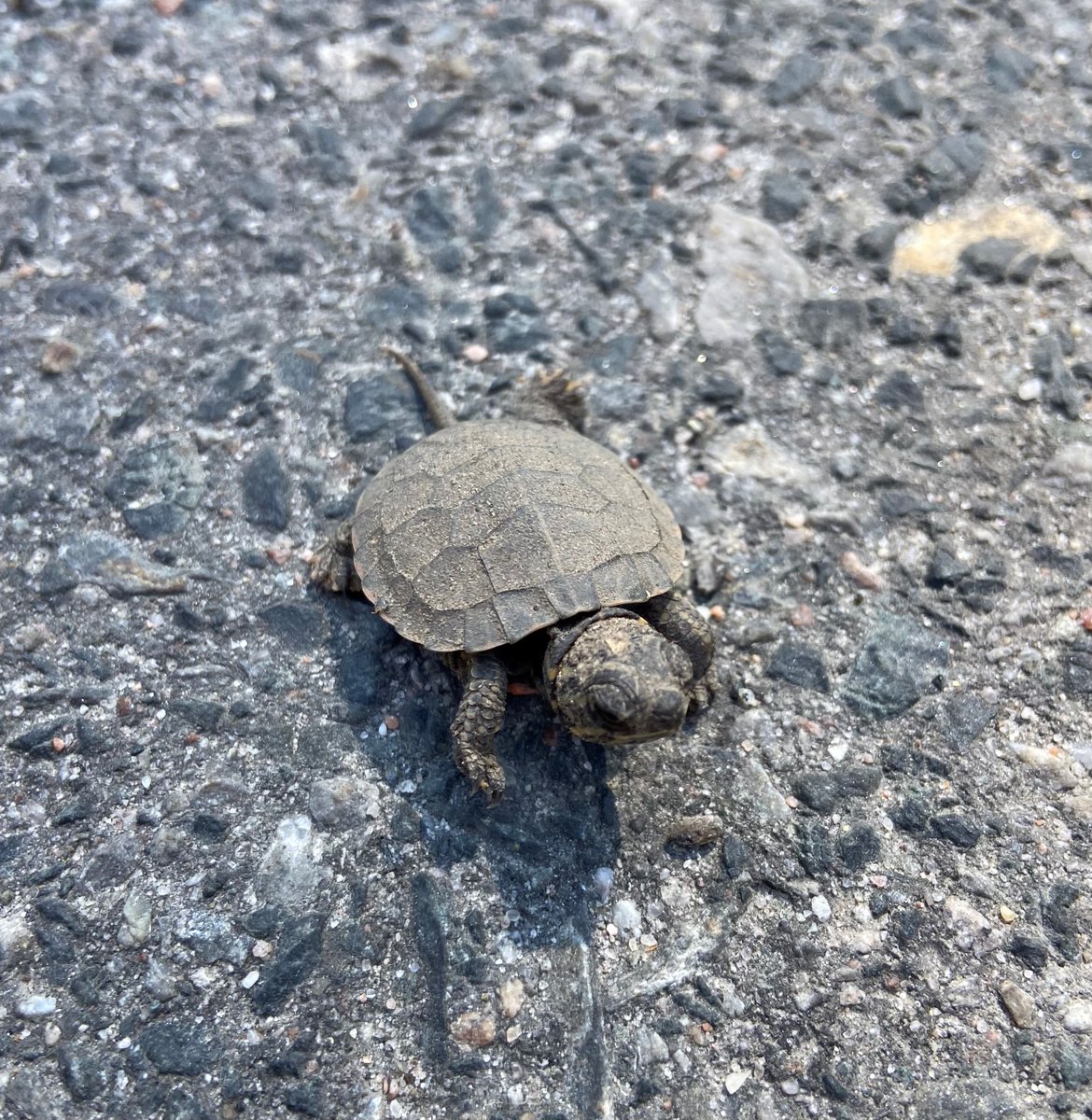 Rushing River PP tweet media