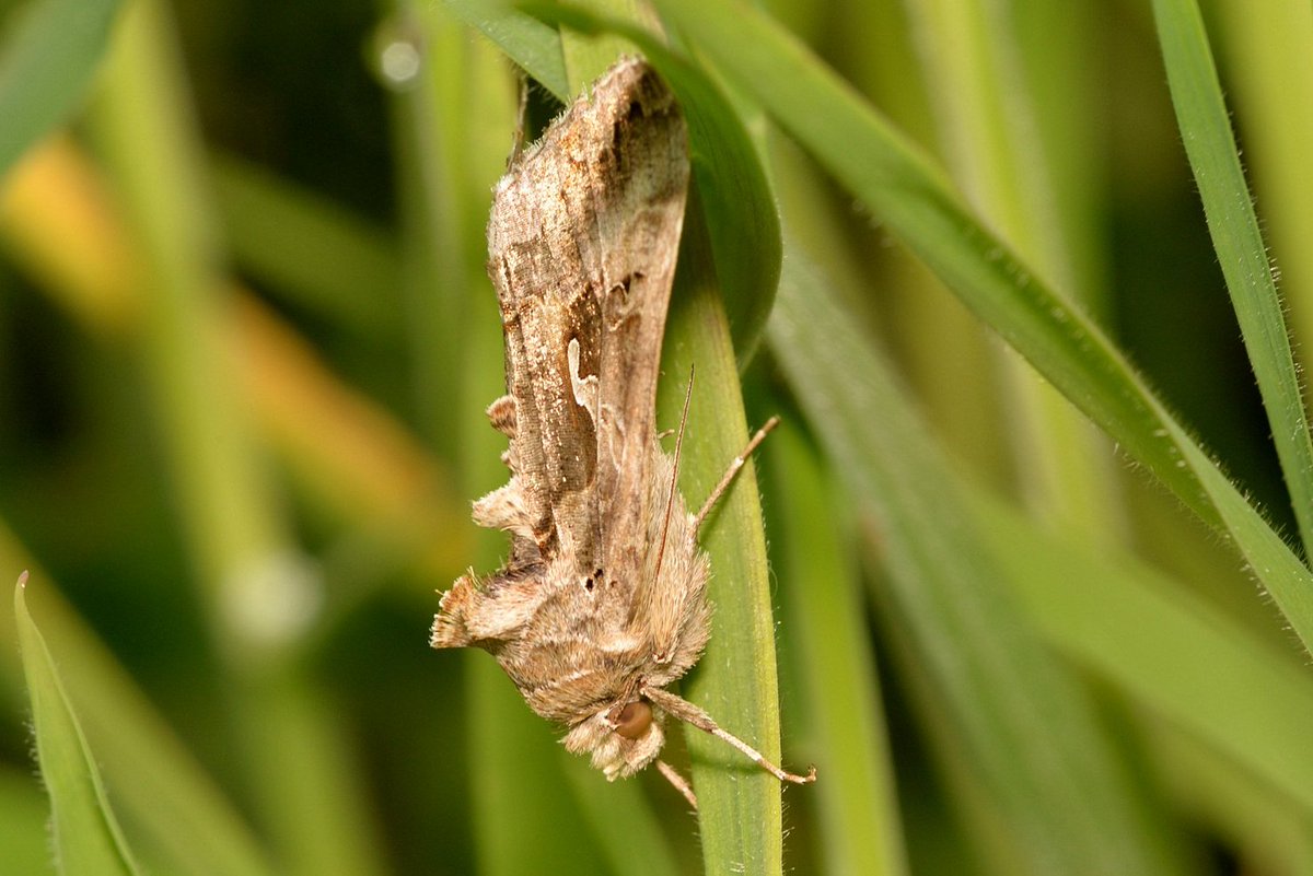 Silver Y moths (Autographa gamma) in an East Lothian field today. Seem to be a lot of these this year. #Moths @BC_Scotland @BCeastscotland