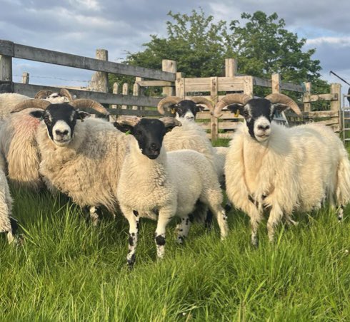 Single ewes away to get clipped, loosing wool anyway!
#scottishblackface #nativebreeds
#isleofarran #scottishblackface