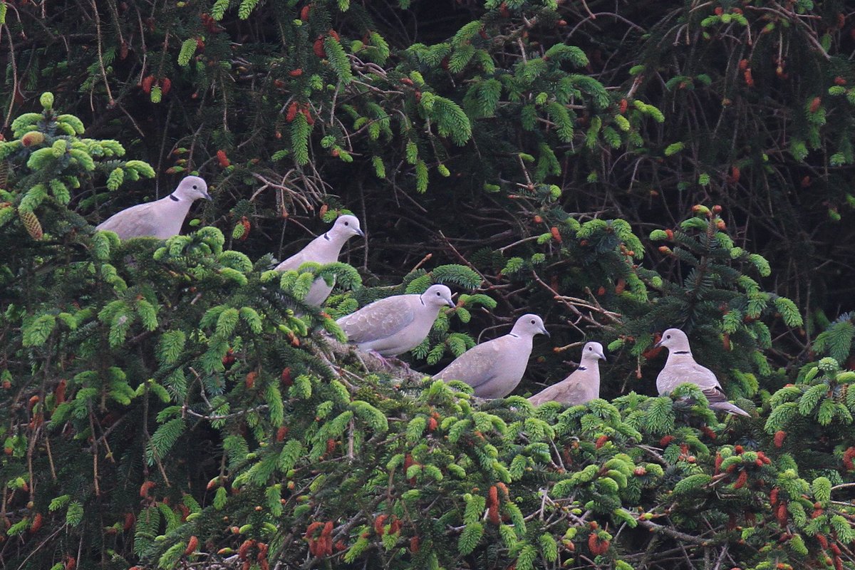 We've seen more Collared Doves here this spring than ever before, including a flock of 6 at the harbour this week and 9 together at the west end of the island
