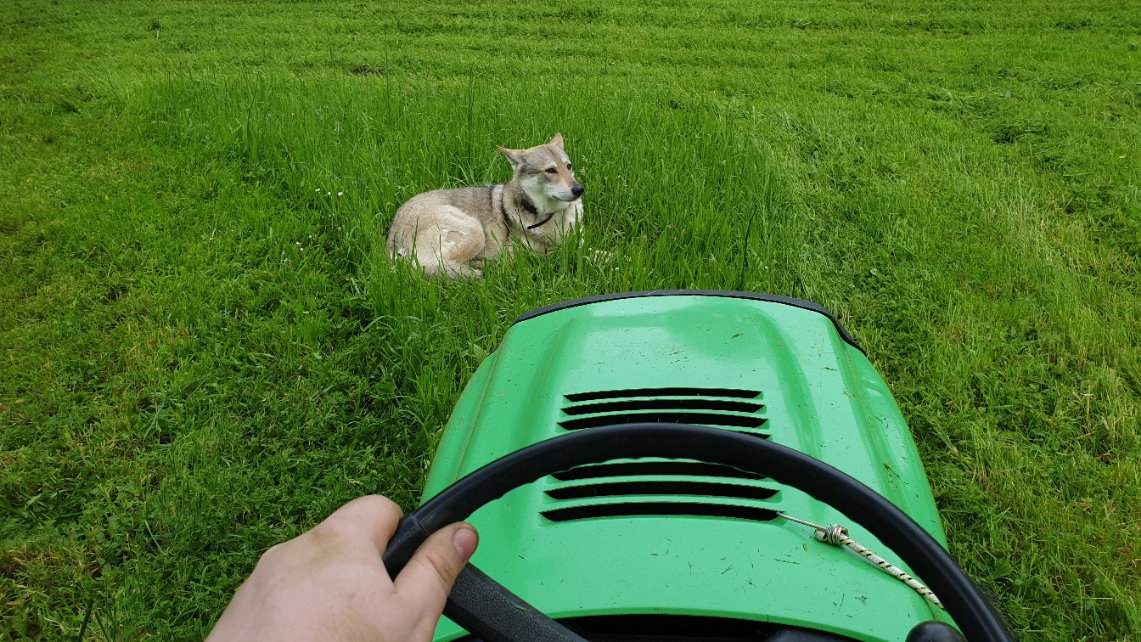 Quand t'essayes de tondre mais que ton chien préfère l'herbe haute.