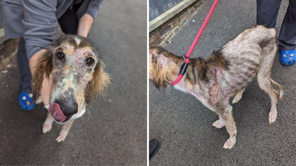 Appeal for info - please RP 🔁

Poor Twiggy was found dumped over a garden fence in Well Road, #Crondall on 14th May. She's now in safe hands and is being treated for sarcoptic mange and a lame leg ️‍🩹

⁣If you have any info, please contact our appeals line on 0300 123 8018⁣