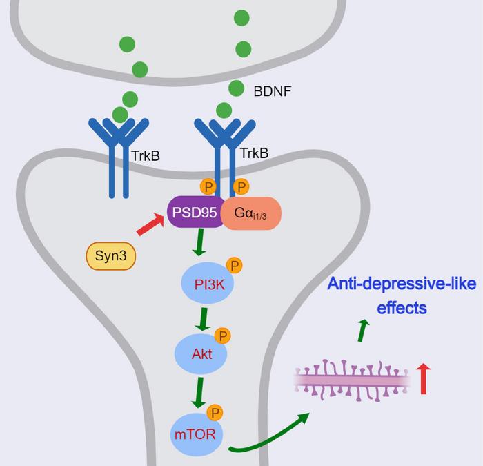 Compounds that indirectly target a factor called #BDNF—which supports the development of neurons—may offer promising avenues to treat #depression, suggest new experiments involving mice with chronic mild stress. @SciSignal scim.ag/75D