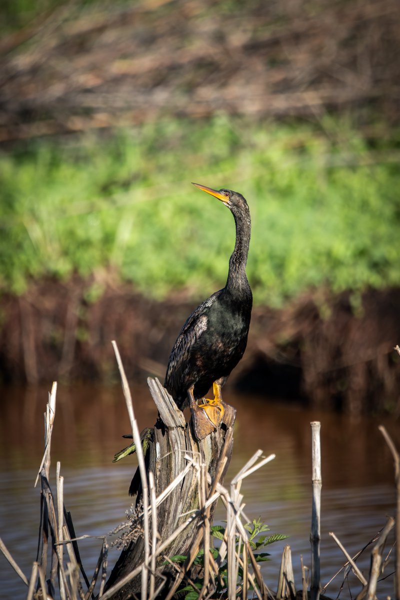 Anhinga on a stump.