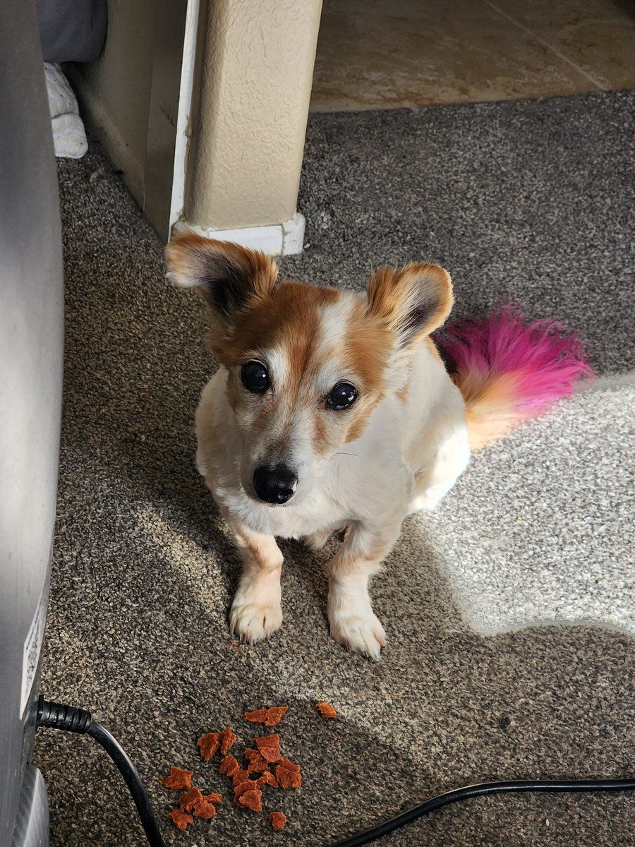 Stumpszz's tweet photo. Eyes are the window to the soul and his soul is asking for more treats https://t.co/UC83nG8gme
