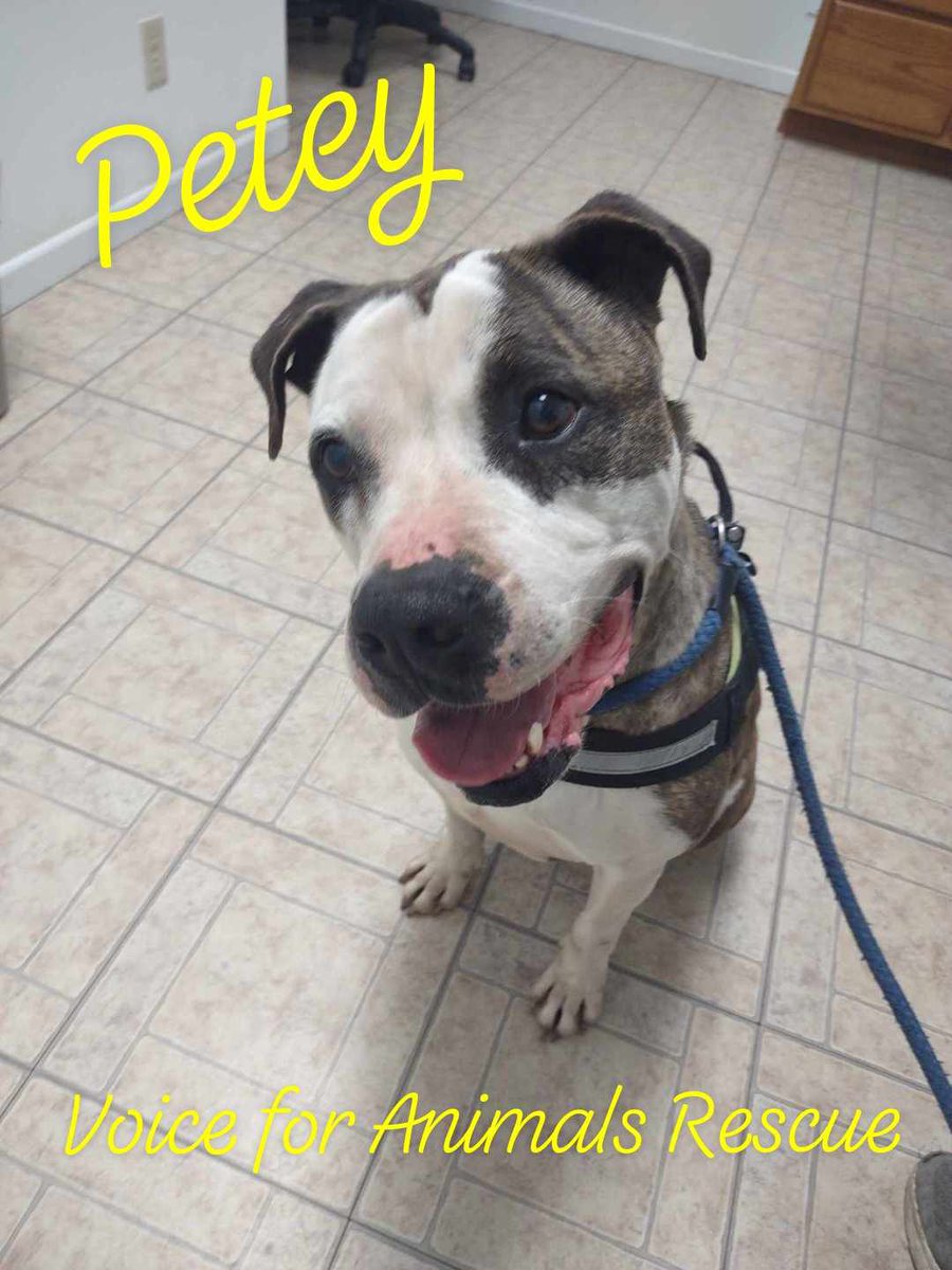 Voice for Animals Rescue & Sanctuary tweet media