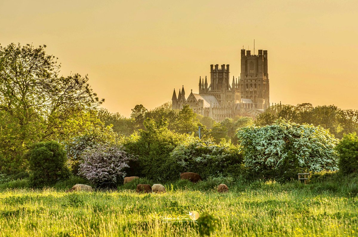 Sunset in The Fens 😍 One of my favourite photos I have taken of Ely Cathedral on the 25th of May in 2023. #Sunset #TheFens