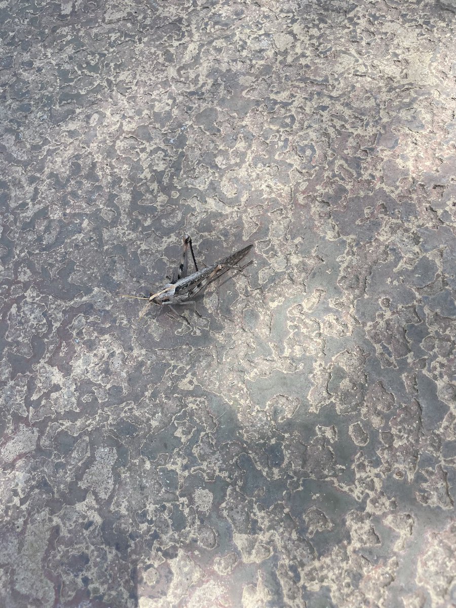 #Entomology  Twitter what type of grasshopper is this
Thanks in advance