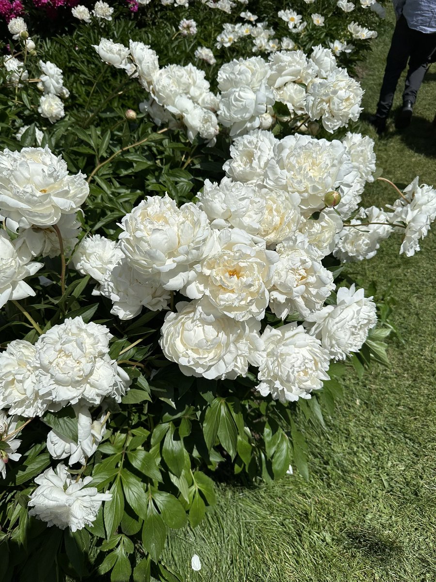 lasperronasofic's tweet image. hihi perras ! long time no see 😁 - 🦁 

#JULI #LASP #LasPerronas