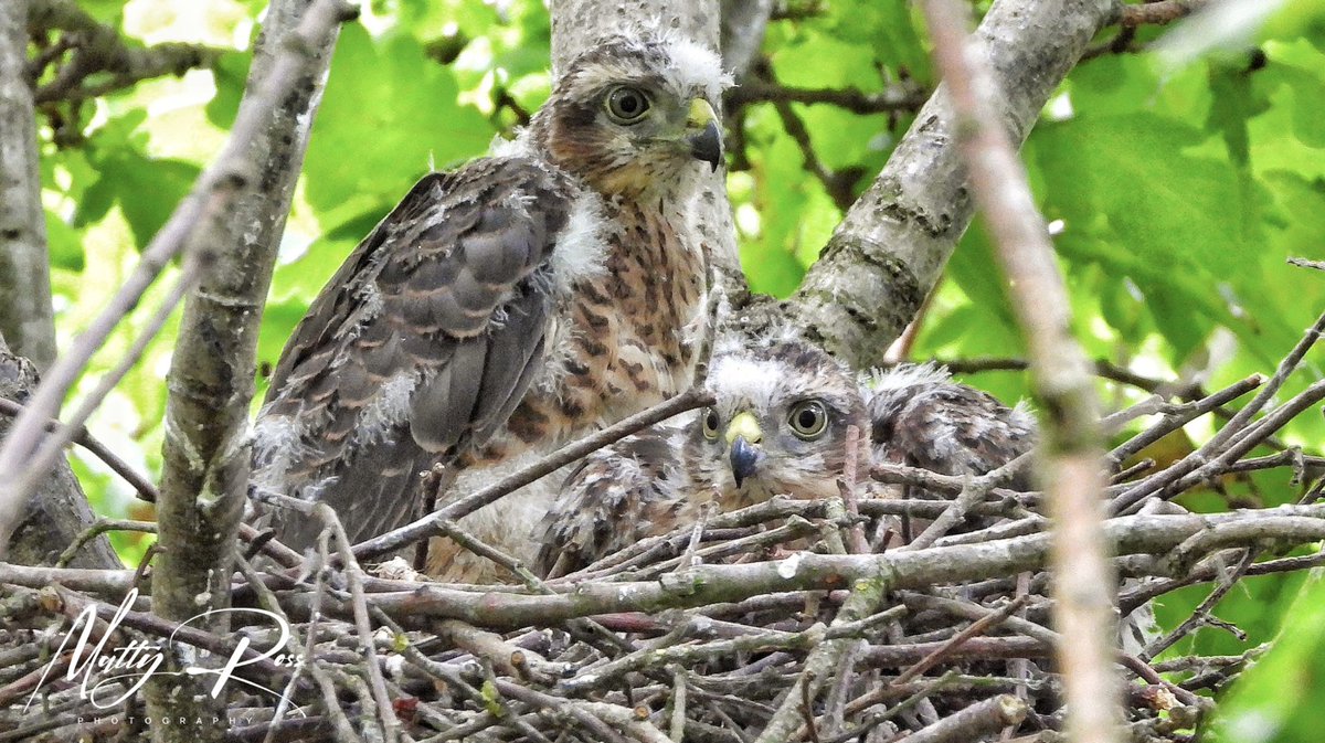 @sykesjeff Sparrow hawk chicks/juveniles