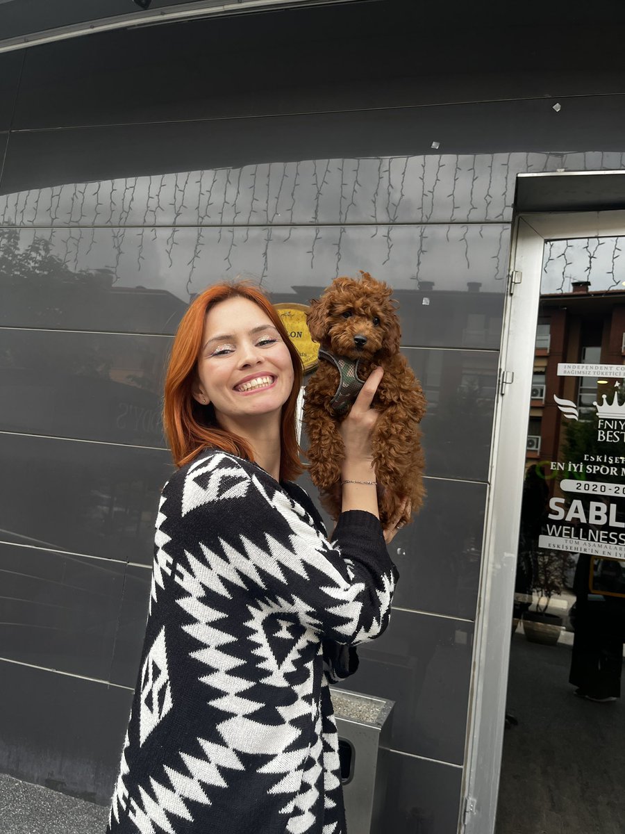 Toy poodle güzelliği diye bişey var ya🫰🏻🥹💛