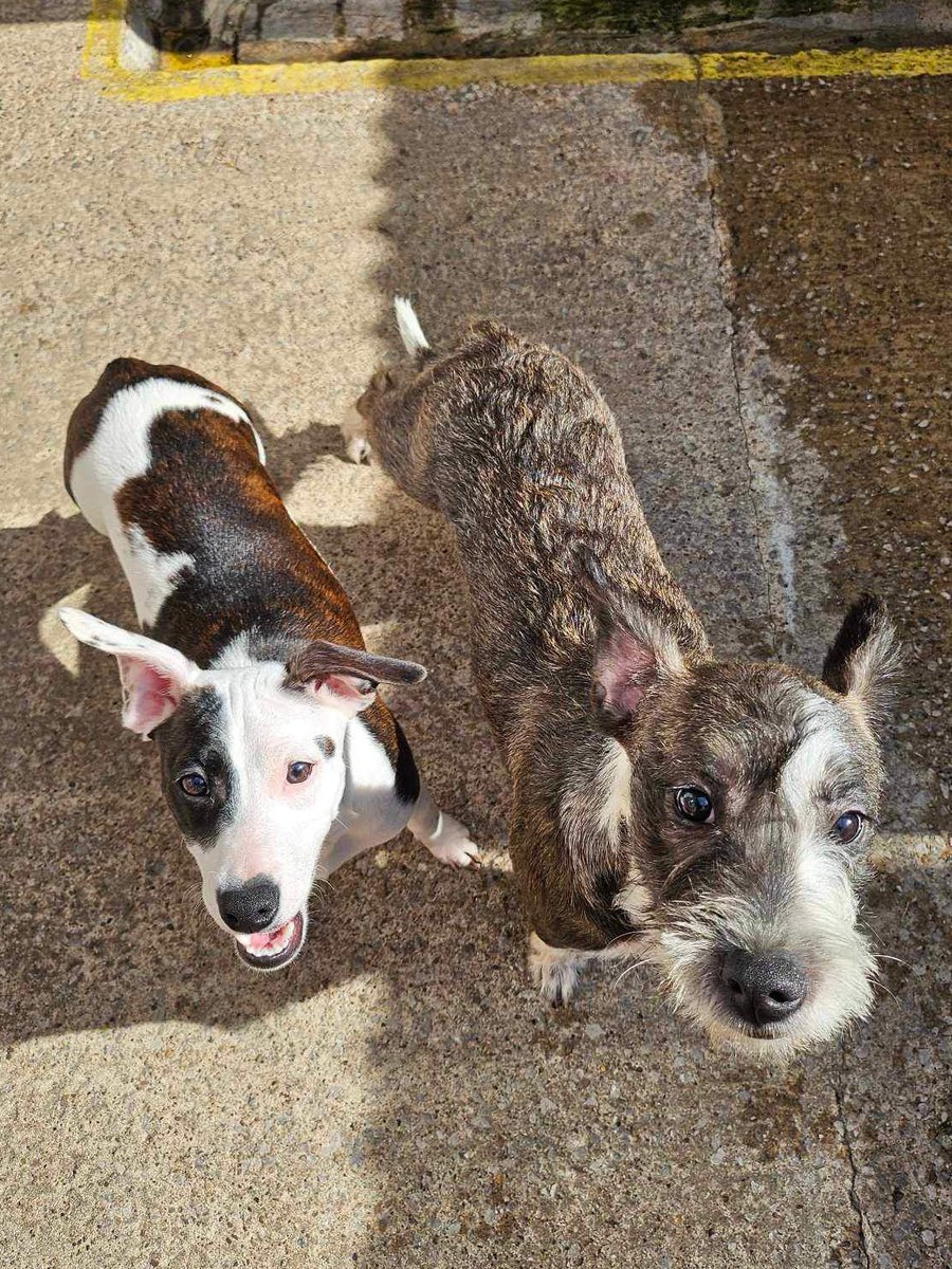 Please retweet to help find this unnamed bonded piar find a home together #SHEFFIELD #YORKSHIRE #UK  BONDED PAIR AVAILABLE FOR ADOPTION FROM A COUNCIL POUND✅Terrier sisters, sadly now in a council pound after being thrown out of a car  Please share to help find them a wonderful