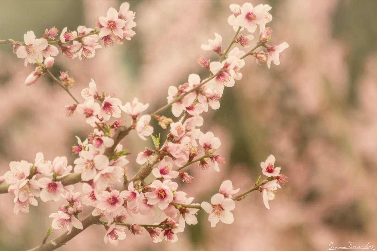 Let your dreams blossom!🌸
#TCCMutedColors

#TCCphotography
#Canon #7D #CherryBlossoms 
#TheCapturedCollective
#ThePhotoHour 
#flowerphotography  #fineartphotography
#photooftheday #ishootwithorms
#NaturePhotograhpy 
#PhotographylsArt