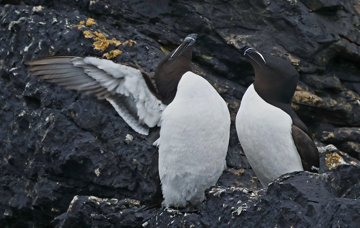 Nice selection of seabirds at <a href="/RSPBRamsey/">RSPB Ramsey Island</a> and the St Davids coast last weekend.