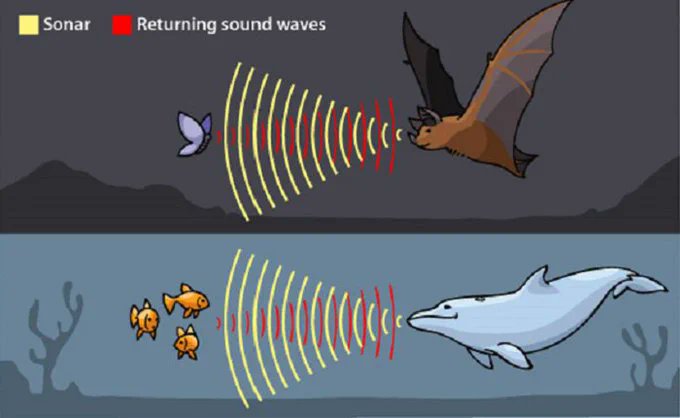 Bats and dolphins evolved echolocation in the same way (down to the molecular level). An analysis revealed that 200 genes had independently changed in the same way and this is an extreme example of convergent evolution.