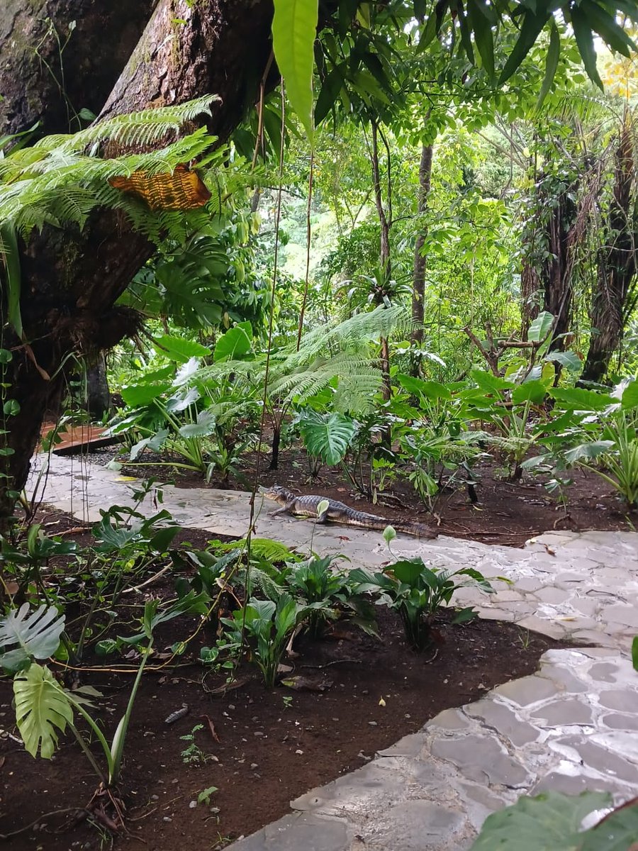 Dont mind him, just a croc out on a midday stroll🐊