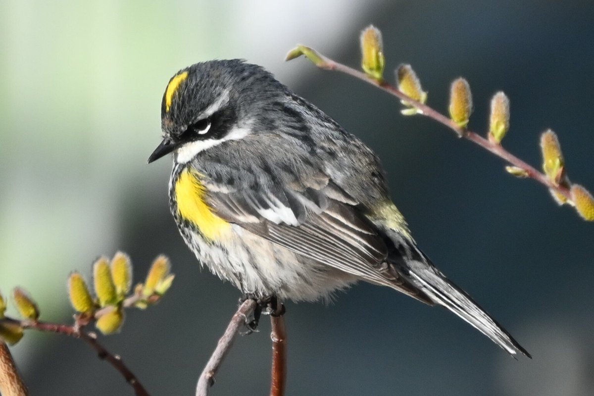 The Yukon Birdathon is coming up May 31-June 1--it's the Yukon Bird Club's primary fundraising event! If you'd like to donate to my birdathon, see the instructions in the next tweet... Canadians get an immediate tax receipt! 1/2