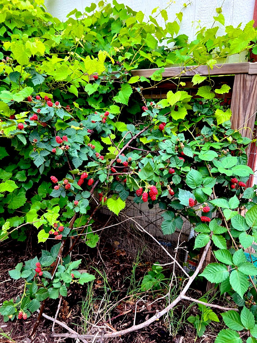 Produce almost ready! <a href="/VoigtGarden/">Archived: Voigt Community Garden (RRISD, TX)</a>  <a href="/VoigtAIA_RRISD/">Voigt AIA</a>