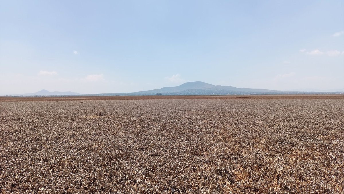 Lago de Zumpango mayo de 2024. Aprovechando, me lancé con mis alumnos. Es un desastre y una desolación.