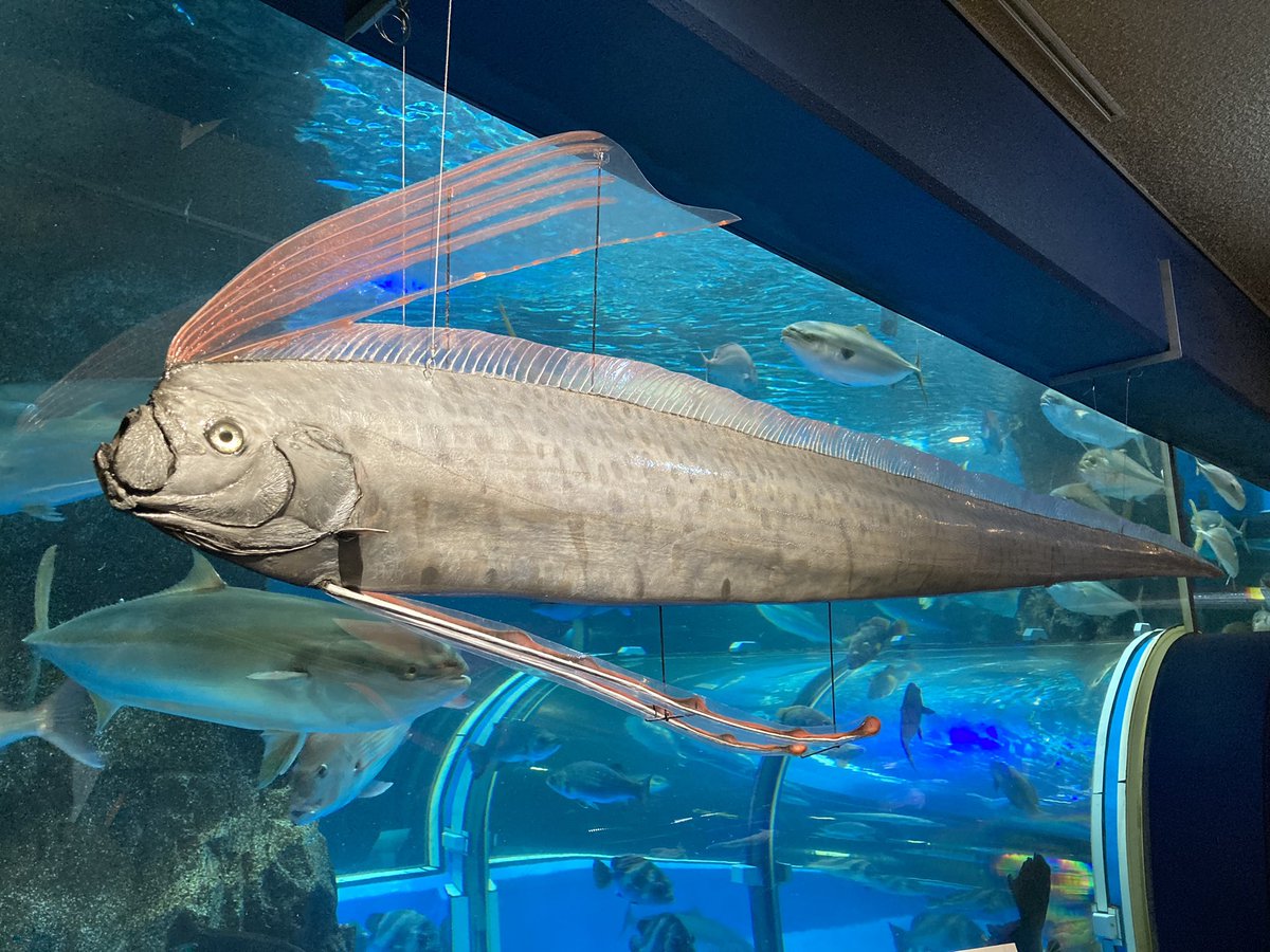 803_yama's tweet photo. 魚津水族館に行ってきました🐟
現存する中で日本最古の水族館⁈
展示が工夫され、しかも丁寧で、楽しめました☺️

写真は色々撮りましたが、特にリュウグウノツカイの剥製の正面からの顔とあまりにもスタッフの方に懐いてる魚に惹かれました🤭 https://t.co/ODcRvkfWJg