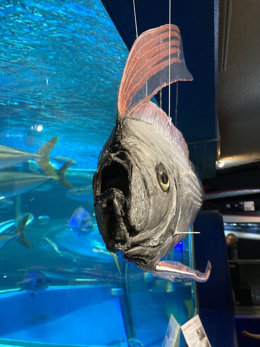 803_yama's tweet photo. 魚津水族館に行ってきました🐟
現存する中で日本最古の水族館⁈
展示が工夫され、しかも丁寧で、楽しめました☺️

写真は色々撮りましたが、特にリュウグウノツカイの剥製の正面からの顔とあまりにもスタッフの方に懐いてる魚に惹かれました🤭 https://t.co/ODcRvkfWJg