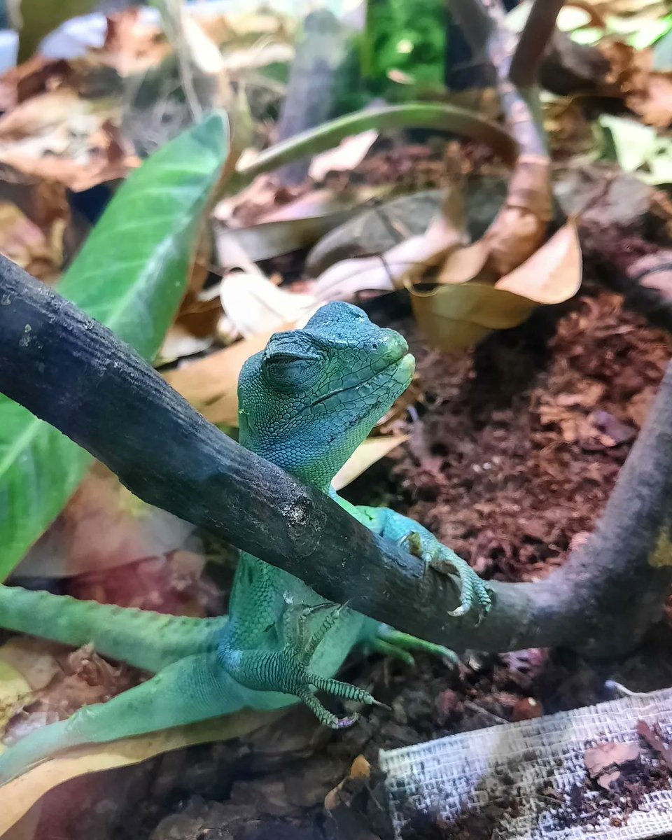 SDovzh's tweet photo. Маленький динозаврик спить.

#сон #ящірка #LittleDinosaur #lizard #sleep https://t.co/gKCHqlDvwf