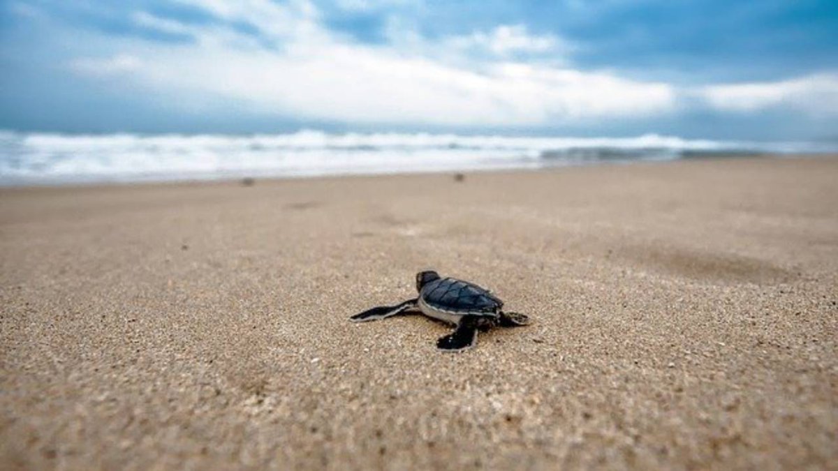¿Ya liberaste tortugas en Michoacán? 🐢
No puedes negarte a vivir una hermosa experiencia en nuestras #PlayasDeMichoacán. 🏖
#Michoacán #elAlmadeMéxico
