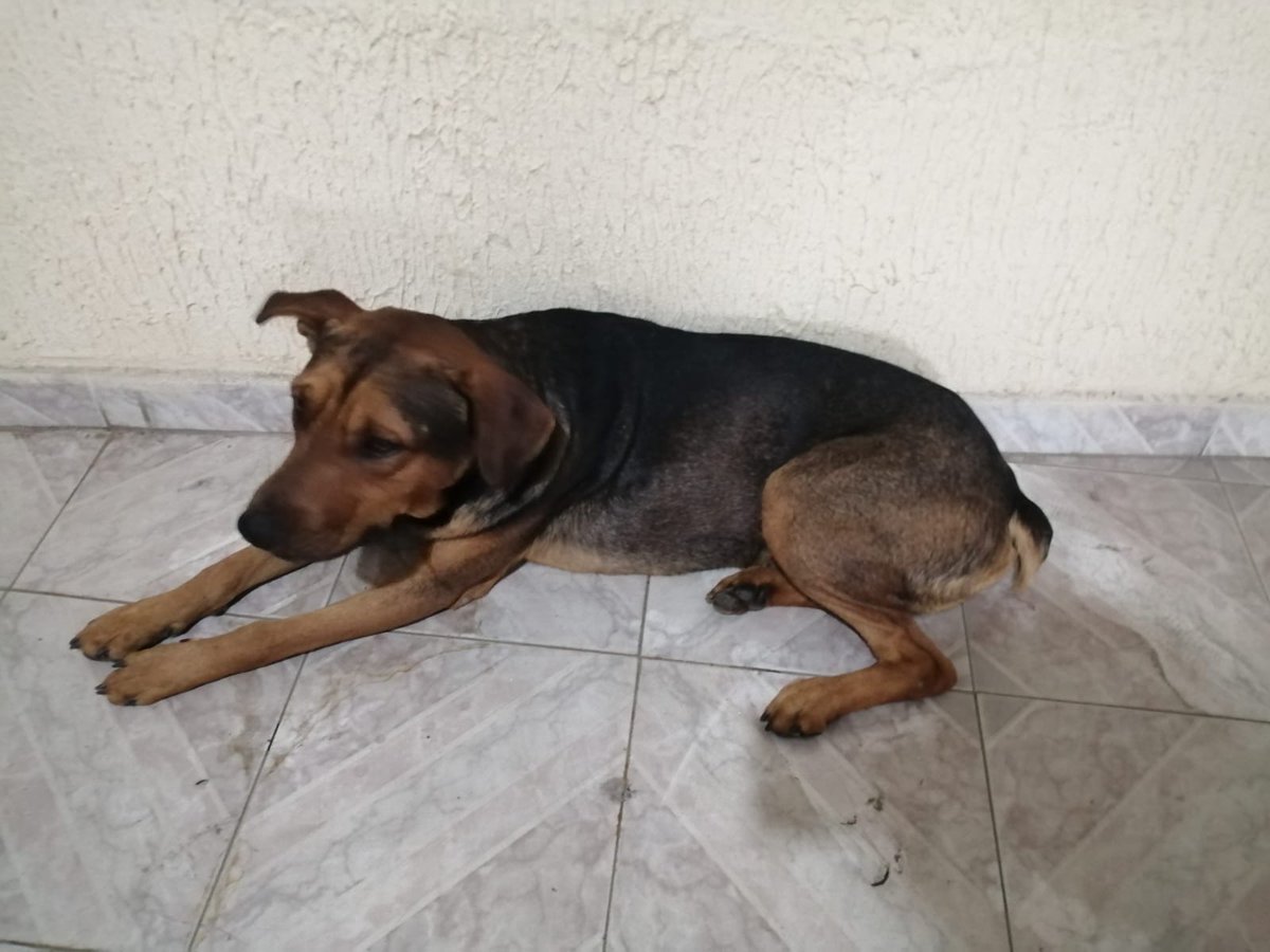 SuiGgeneris's tweet photo. ¡Hola!
Ellos son Pinole y Choclo (un par de perritos callejeros), nombres que les fueron dados por niños de la colonia y que ahora ya no me los imagino con ningún otro.
Sin embargo hoy los humanos volvieron a sorprenderme con su falta respeto hacia otros seres vivos 🧵 https://t.co/ghwhGxOJXx