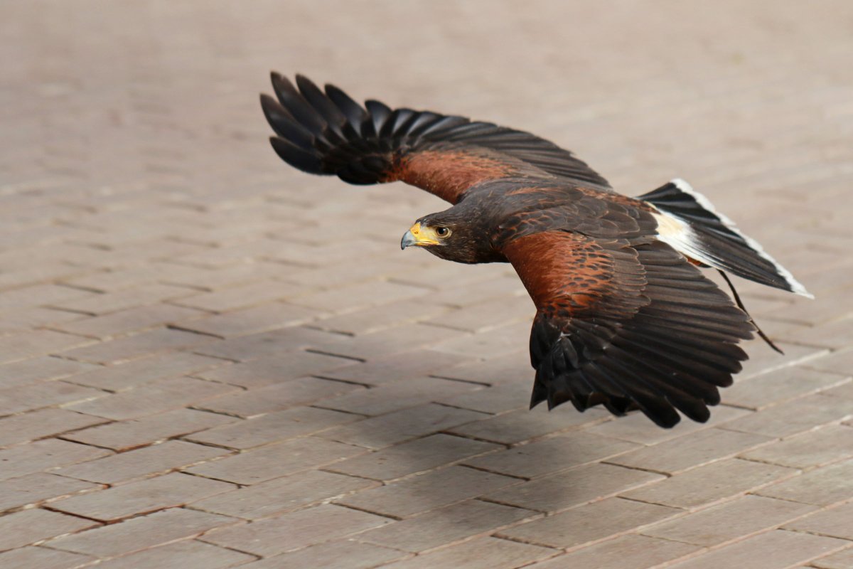 #ハリスホーク
「はやて」

#富士花鳥園