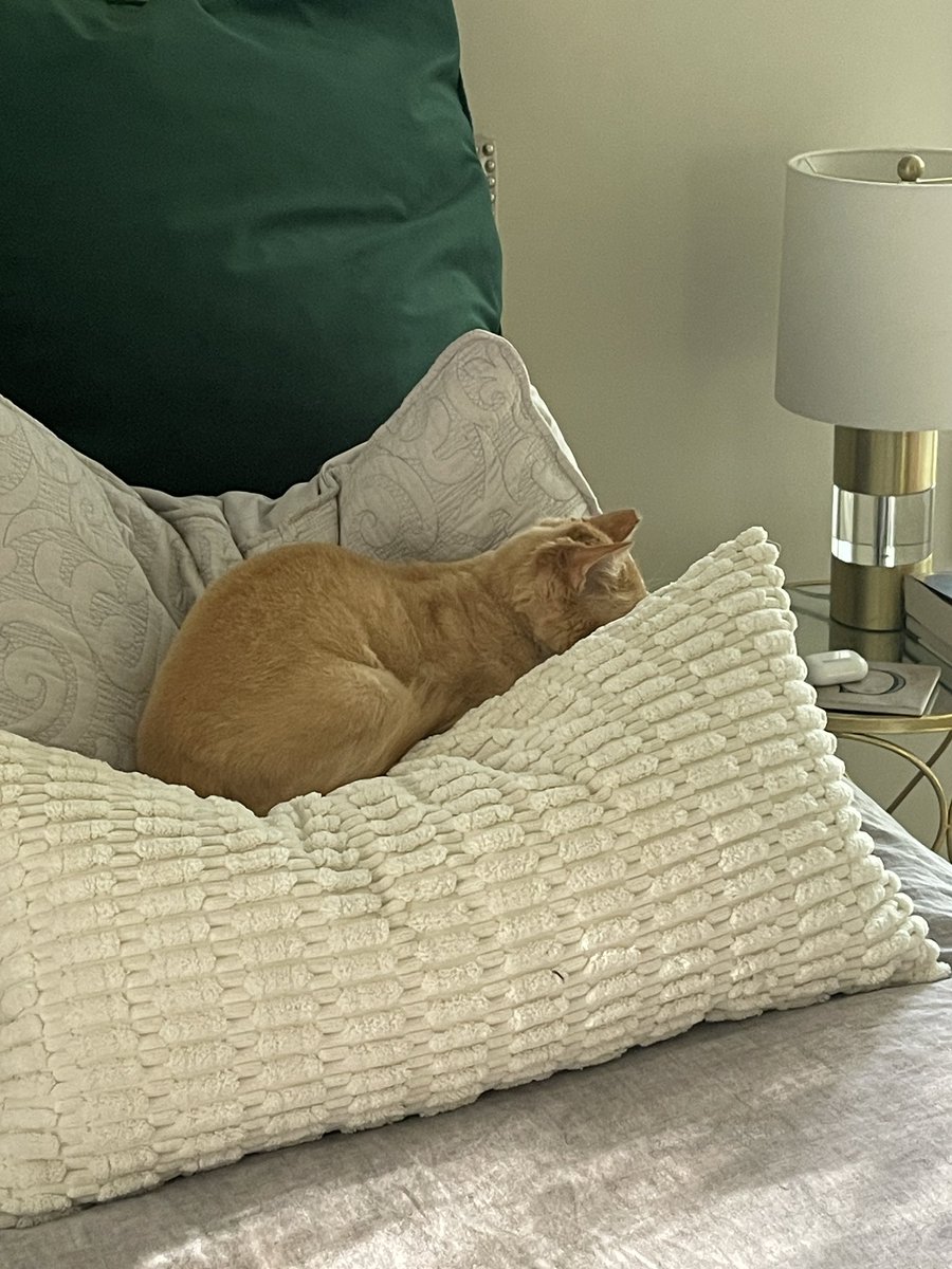 He’s asleep and liking it. 💙