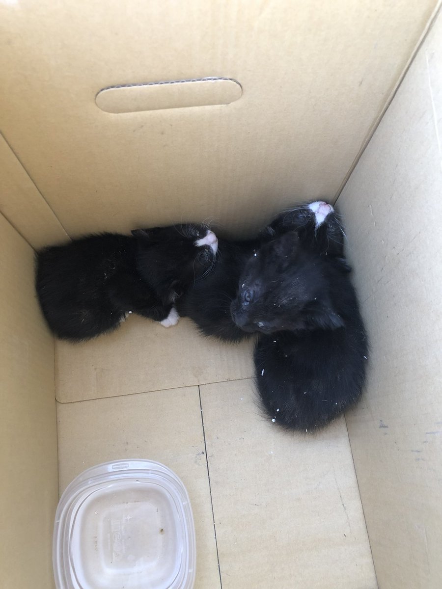Found a box of kitties outside of the bar I work!!