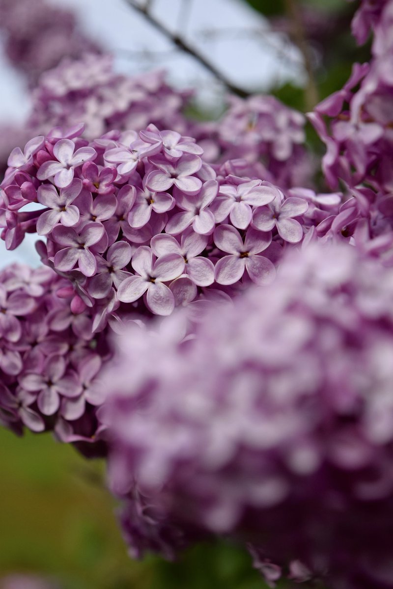 I forget how much I love Vermont until it blooms all at once. 🪻💜