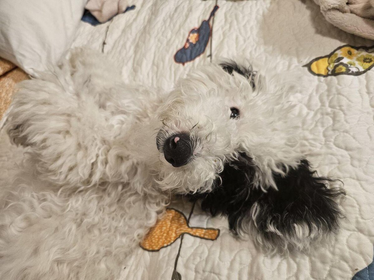 Dolly, mini aussiedoodle 
👉 amzn.to/43cNsKc
#dogs #ad #pets #adogslife #cutedogs #dogsoftwitter #iloveanimals #petlife #petsoftwitter #cute  #petlovers #dog #DogsOnTwitter #dogtwitter #dogoftheday #pet #petsontwitter #adorable #cute #cuteanimals