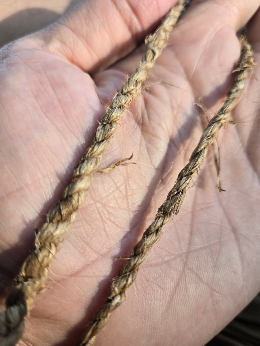 Tulip polar makes an incredible cordage when you find them and process them the right way. #bushcraft #cordage #swissarmyknife #primitive #survivalinstructor