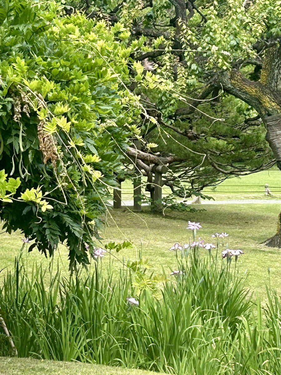 NoriGuide's tweet photo. #Nerikiri, a #Japanese #confectionery to be enjoyed with #matcha, often represents seasonal #flowers. Not only is it delicious, it is pleasing to the eye as well🪻🍵🥰#japan #tokyo #japaneseculture #wagashi #tea #garden #japanesegarden #japantrip #japantravel #japanesetravelguide https://t.co/xsESqDko6C
