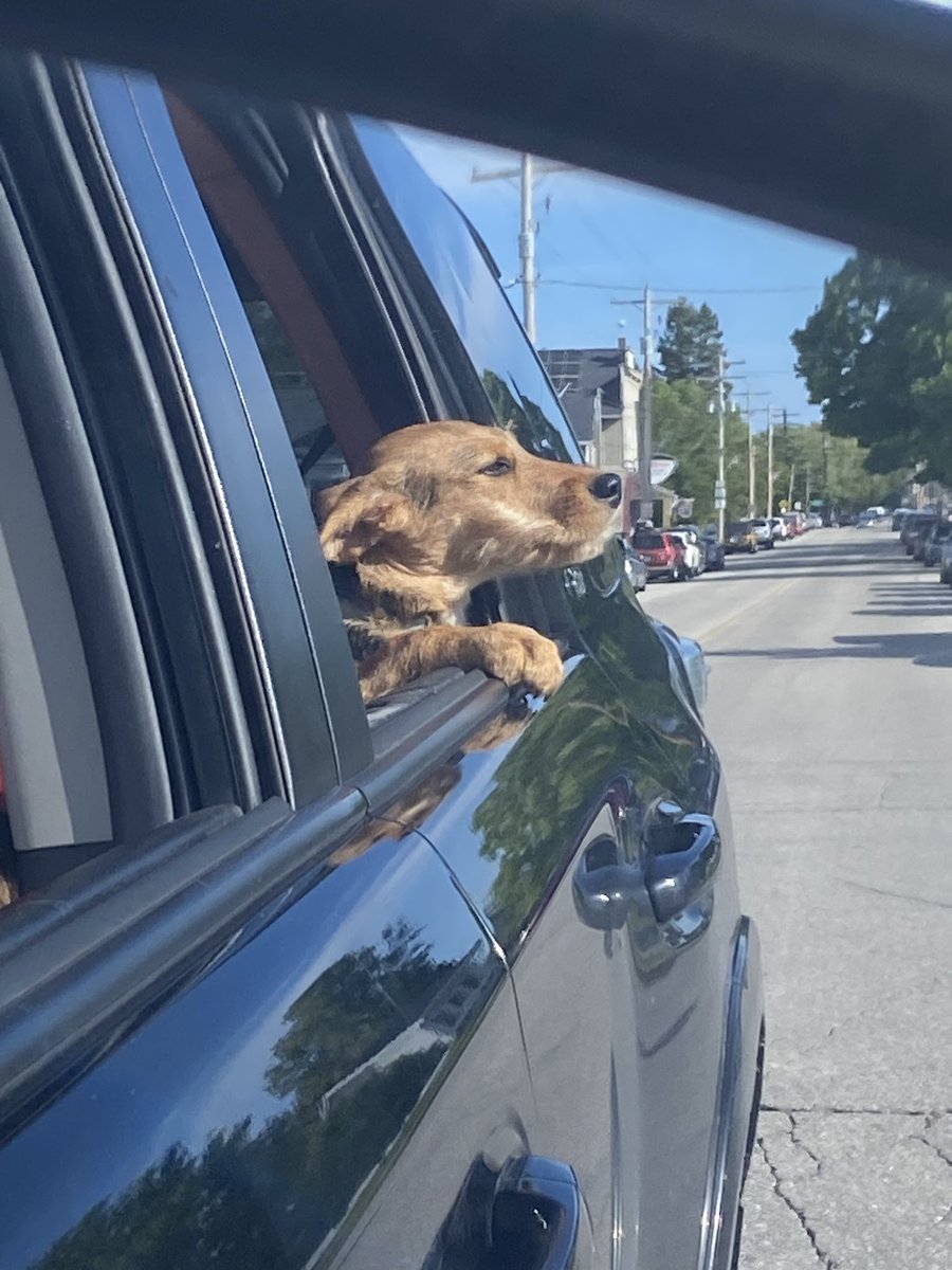 I always thought it was natural for dogs to put their heads out the window. Today we taught Hattie how to do it🥰 <a href="/Rookieon1075/">Rookie1075</a>