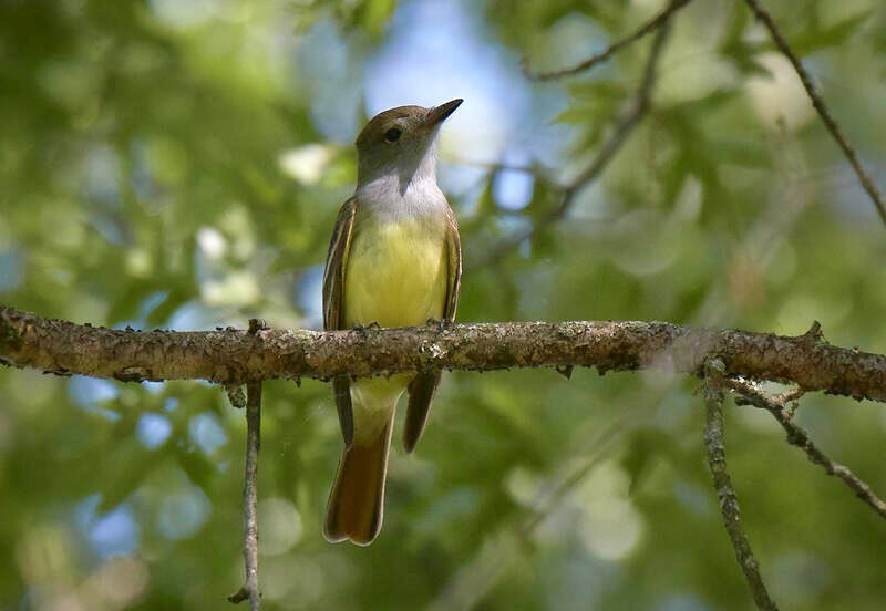 I saw my friendly Great crested Flycatcher(one of four in the yard!) nice and close yesterday!!