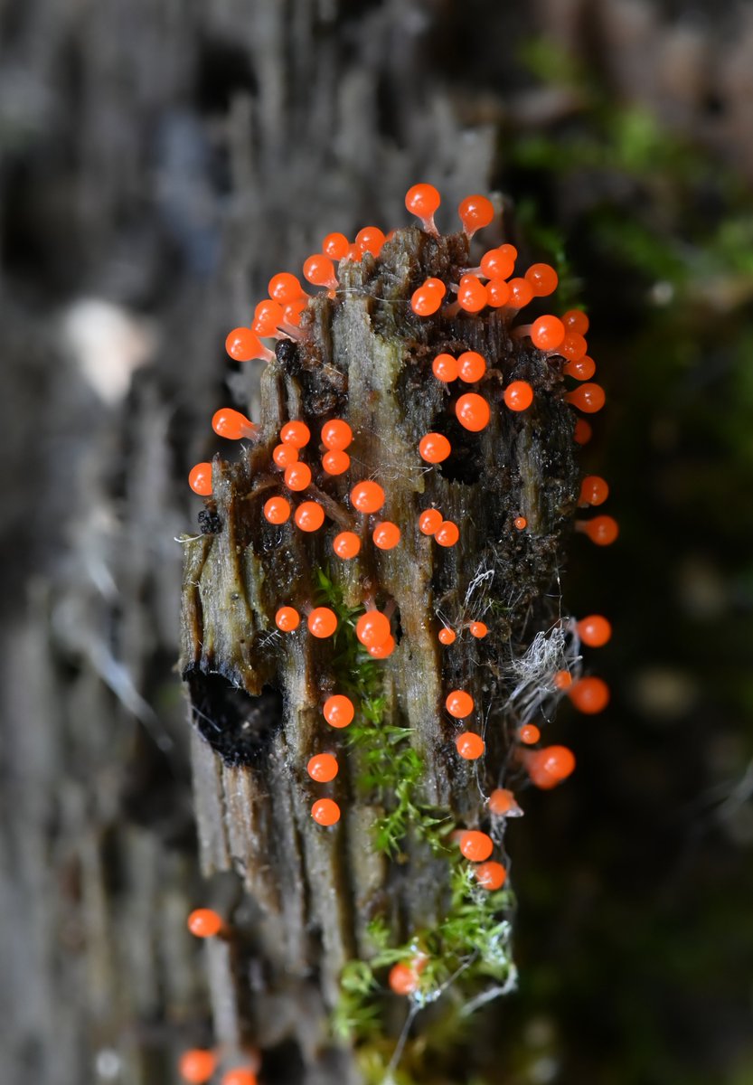 dcfeng's tweet image. Tiny world